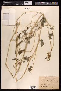 Atriplex laciniata image