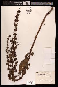 Rumex nepalensis image