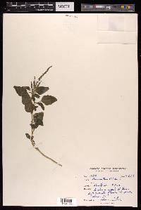 Amaranthus viridis image