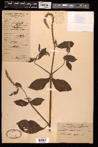 Achyranthes aspera image