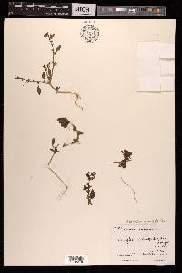 Acroglochin persicarioides image
