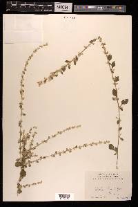 Aerva lanata image