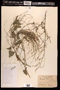 Rumex hastatus image