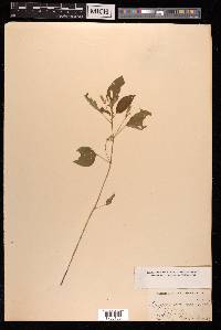 Digera arvensis image