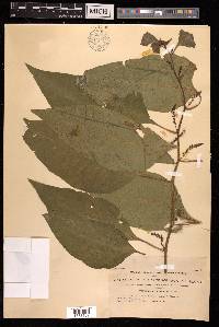 Deeringia amaranthoides image