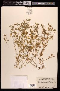 Psilotrichum trichotomum image