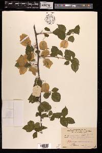 Bougainvillea spectabilis image