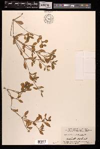 Psilotrichum trichotomum image