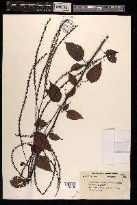 Deeringia amaranthoides image