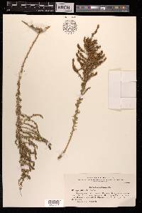 Nitrosalsola laricina image