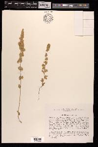 Bassia lasiantha image