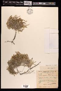 Halocnemum strobilaceum image
