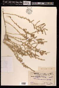 Salsola orientalis image