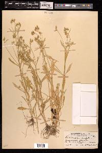 Psilotrichum trichotomum image