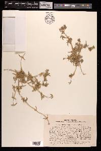 Petrosimonia brachiata image