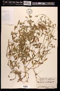 Psilotrichum trichotomum image