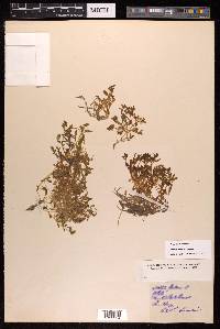 Montia fontana image
