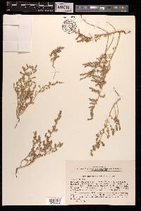 Halocharis hispida image