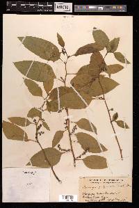 Deeringia polysperma image