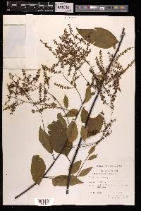 Deeringia amaranthoides image