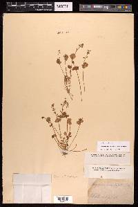 Claytonia perfoliata image