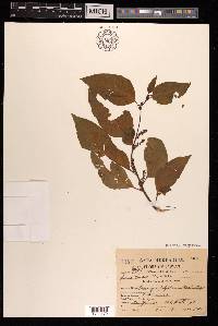 Deeringia polysperma image