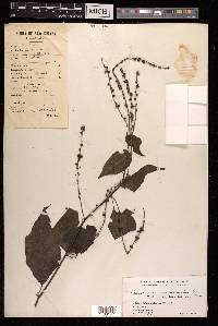 Deeringia amaranthoides image