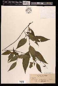 Deeringia polysperma image