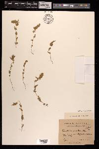 Bassia lasiantha image