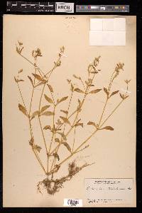 Psilotrichum trichotomum image