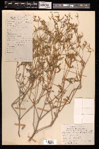 Psilotrichum trichotomum image