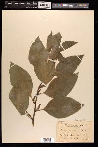 Deeringia amaranthoides image