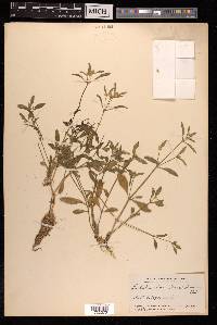 Psilotrichum trichotomum image