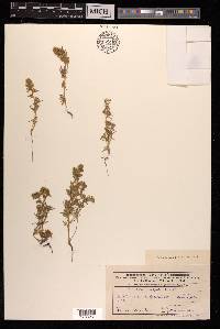 Halocharis hispida image
