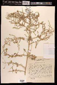 Suaeda microphylla image