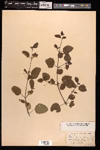 Boerhavia repens image