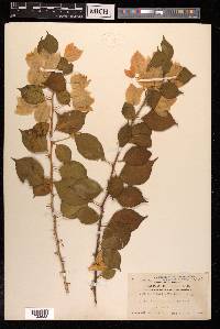 Bougainvillea spectabilis image