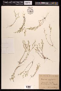 Arenaria serpyllifolia image