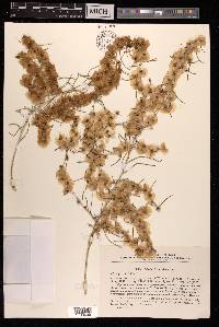 Salsola paletzkiana image