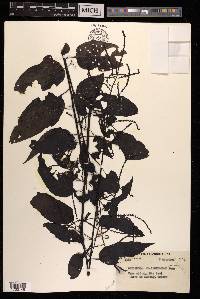 Deeringia amaranthoides image