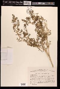 Soda rosmarinus image
