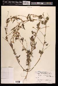 Digera arvensis image
