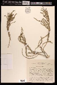 Nitrosalsola laricina image