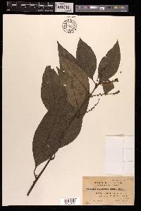Deeringia polysperma image