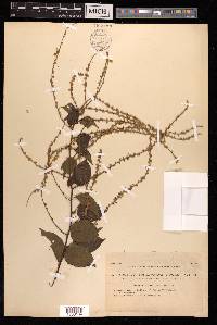 Deeringia amaranthoides image