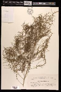 Salsola paletzkiana image
