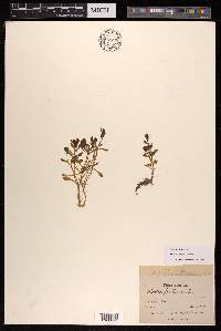 Montia fontana image
