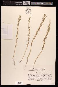 Suaeda prostrata image