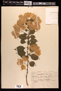 Bougainvillea spectabilis image