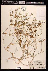 Psilotrichum trichotomum image